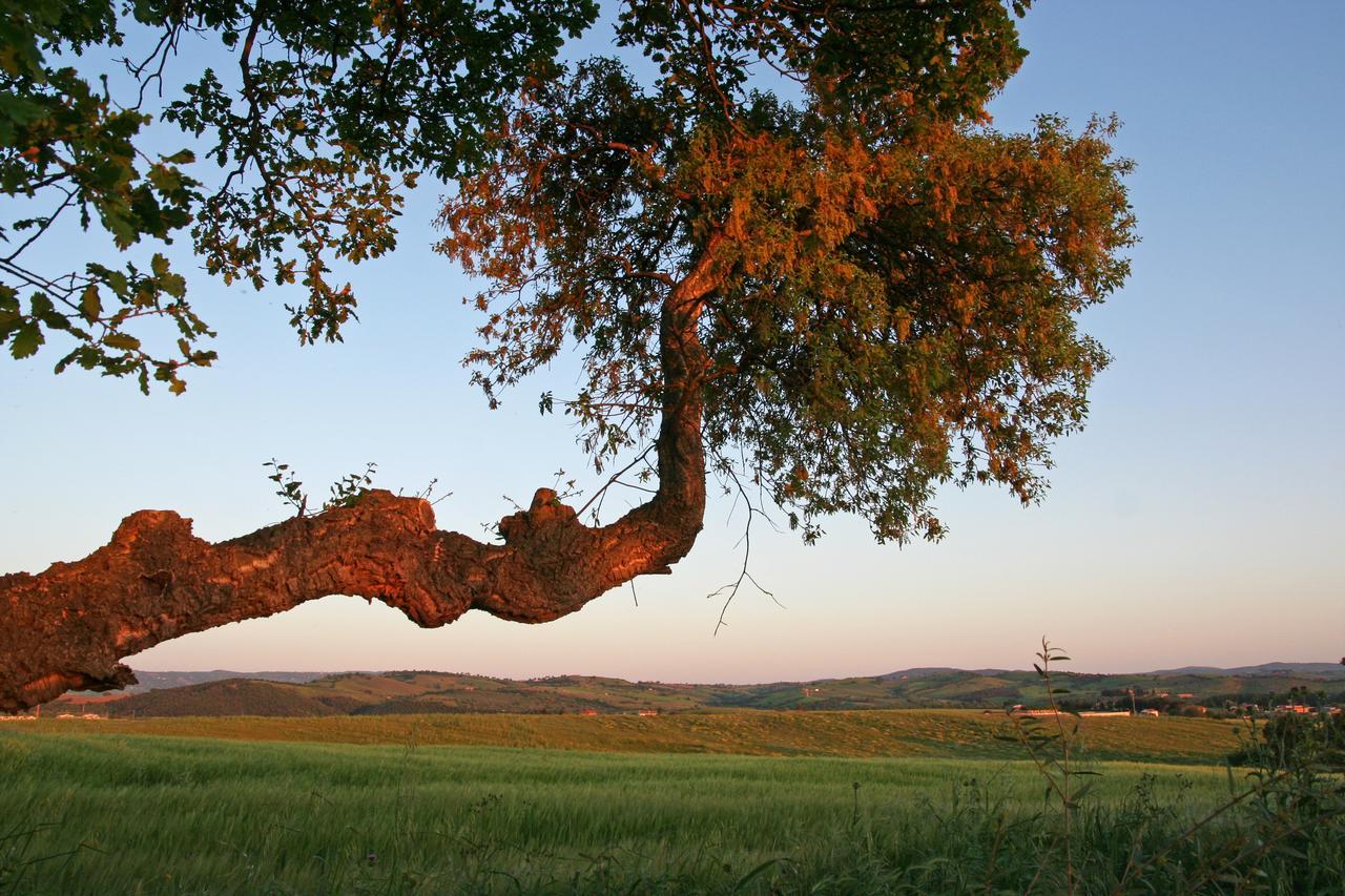 Agriturismo Il Forasacco โกรเซตโต ภายนอก รูปภาพ